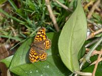 Mauerfuchs Männchen sitzt auf Blatt